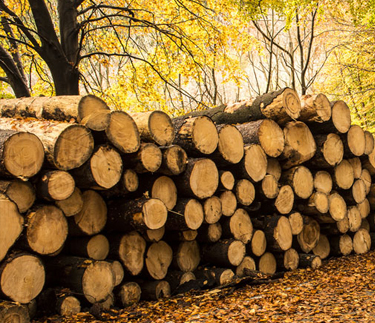 新云木業(yè)進(jìn)行森林認(rèn)證